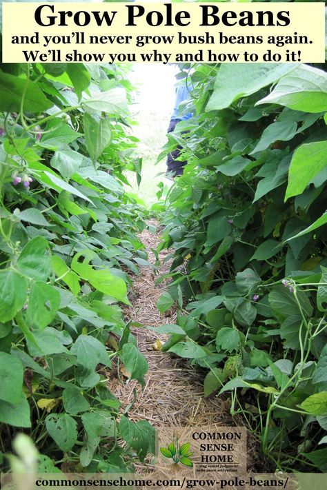 Easy step by step instructions for growing pole beans, the best pole bean trellis and pole bean varieties, how to save seed from pole beans, pole bean companion plants. Growing Pole Beans Trellis Ideas, Bean Poles Ideas Trellis, Trellis For Green Beans, Pole Bean Trellis Ideas, Green Bean Trellis Ideas, Bean Trellis Ideas, Beans Trellis, Desert Permaculture, Pole Bean Trellis