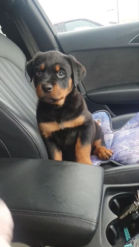 Baby Rottweiler, Donkey Farm, Rottweiler Love, Rottweiler Lovers, Dog Mommy, Uni Room, Cute Animals Puppies, Very Cute Dogs, Really Cute Dogs