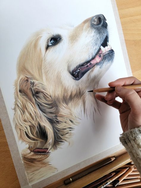 Golden Retriever Pencil Drawing, Dog Colored Pencil Drawings, Color Pencil Art Dog, Portrait Artists Pencil, Oil Pastel Dog Portrait, Dog Portrait Drawing, Colored Pencil Dog Portraits, Dog Drawing Tutorial, Pencil Pet Portraits