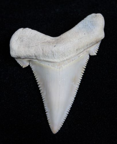 Carcharocles Angustiden from Summerville, South Carolina Shark Tooth Sketch, Shark Teeth Identification, Great White Shark Tooth, Sharks Tooth, Sharks Teeth, Animal Teeth, Animal Skeletons, Fossil Teeth, Rocks And Fossils