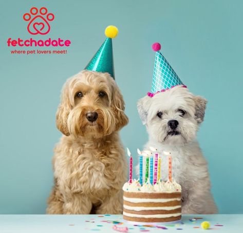 Dog Birthday Pictures, Birthday Party Dog, Fun Facts About Dogs, Dog Birthday Cake Recipe, Dog Party Hat, Dog Birthday Cake, Dog Cakes, Dog Birthday Party, Birthday Cake Recipe