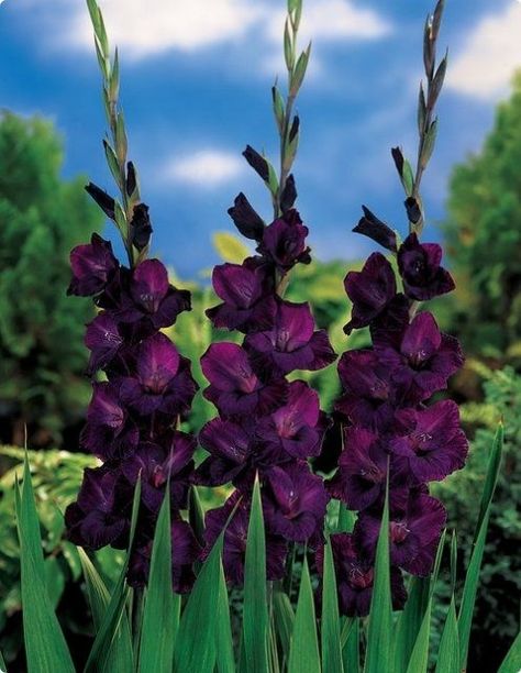 gladiolus | Deep Deep Purple Gladiolas Gladiolus Wedding, Gladiolus Bouquet, Gladiolus Arrangements, Gladiolus Bulbs, August Birth Flower, Gladiolus Flower, Gladioli, Flower Bulbs, Purple Garden