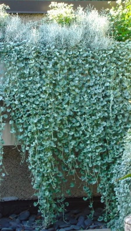 Plants To Cover Wall, Australia Native Plants, Native Ground Cover Australia, Tropical Ground Cover Plants, Plants On Fence Ideas, Ground Cover Plants Australia, Native Gardens Australia, Garden Wall Covering Ideas, Morning Sun Plants