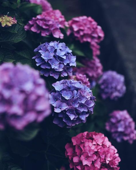 Creative logo ideas, mood board, nature, wall, and flower image ideas & inspiration on Designspiration Japanese Flowers, In The Garden, Hydrangea, The Garden, Pink Flowers, Purple, Flowers, Green, Red