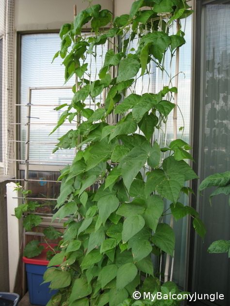 Growing Pole Beans in Containers