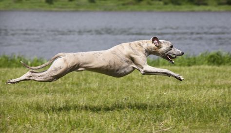 12 of the fastest dog breeds - Canadian Running Magazine Top Dog Breeds, Dog Running, Skye Terrier, Catahoula Leopard Dog, Whippet Dog, Leopard Dog, What Dogs, Grey Hound Dog, Bull Mastiff