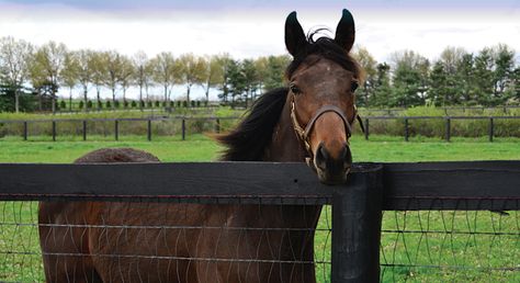 No Climb or Keepsafe V-Mesh Horse Fencing | Which Do I Need? No Climb Horse Fence, Horse Fence, Wire Fencing, Mesh Fence, Horse Fencing, Mesh Fencing, Types Of Fences, Fence Styles, Types Of Horses