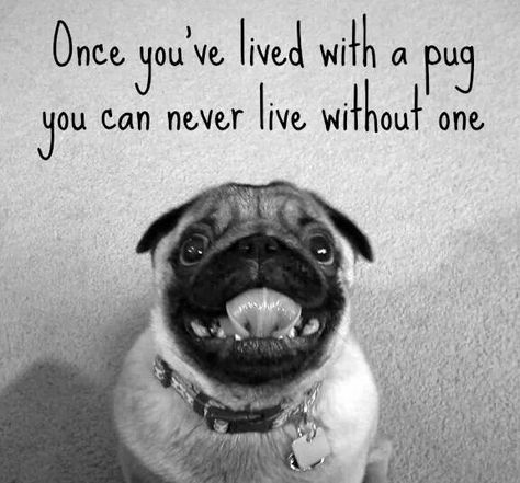 Pug Quotes, Pug Puppies For Sale, Black Pug Puppies, Fu Dog, Pugs And Kisses, Pug Pictures, Pug Mom, A Pug, Black Pug