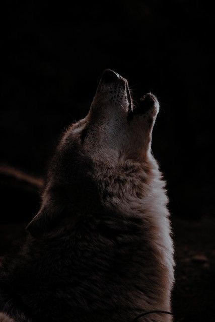 Twilight Wolf Pack, Twilight Wolf, Werewolf Aesthetic, Red Rising, Wolf Photos, Wolf Spirit Animal, Wolf Pictures, Wolf Spirit, A Wolf