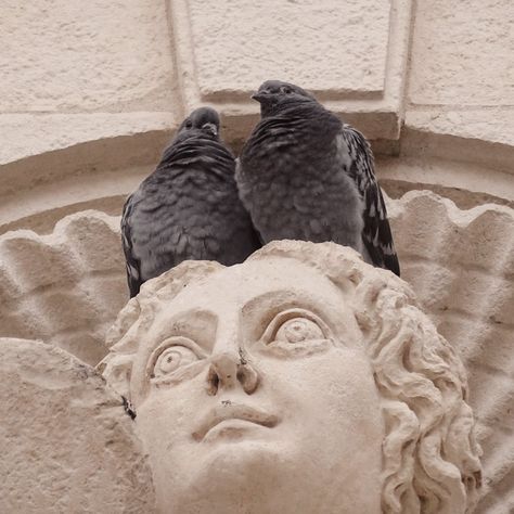 light academia aesthetic, pigeons, sculpture, romance, love, La Rochelle France Dove Bird Aesthetic, Pigeons Aesthetic, Pigeons Photography, Aesthetic Pigeon, Pigeon Aesthetic, Dove Aesthetic, Charlie Bartlett, History Mysteries, La Rochelle France