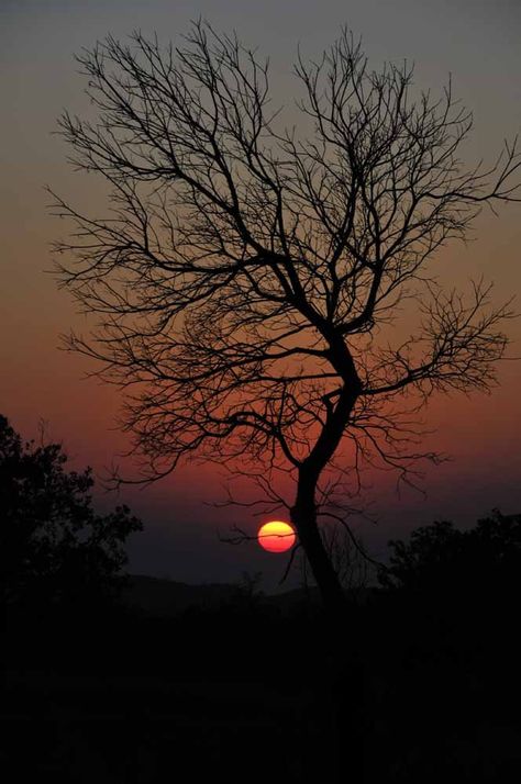 Sunset Dusk Photography, Incredible Pictures, Breathtaking Scenery, Tree Magic, Beautiful Skies, Crop Circles, Moon Light, Breaking Dawn, Gorgeous Sunset