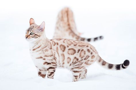 White Bengal Cat, Silver Bengal Cat, Cats Standing, Snow Bengal, Bengal Cat Breeders, Big House Cats, Cat Bengal, Asian Leopard Cat, Cats Playing