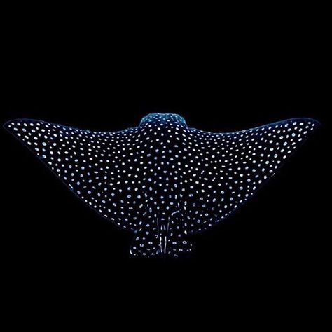 Clark Little on Instagram: “Sick shot! #Repost @oneoceanresearch ・・・ The #SpottedEagleRay is a semi-pelagic species recognized as near #threatened by the World…” Spotted Eagle Ray Tattoo, Eagle Ray Tattoo, Ray Painting, Spotted Eagle Ray, Ocean Waves Photography, Ray Tattoo, Tattoo On Back, Eagle Ray, Seashell Wall Art