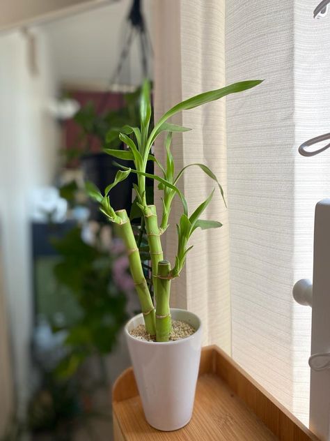 Bamboo Indoor Plant, Bamboo Plant Indoor Decor Ideas, Bamboo Plant Decor, Bamboo Trellis Indoor Plant, Mini Bamboo Plant, Lucky Bamboo Plants Decor, Chinese Office, Indoor Bamboo, Forest Bedroom