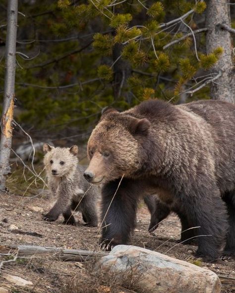 Greater Yellowstone Coalition on Instagram: "Today, the U.S. Fish & Wildlife Service announced it will start a 12-month status review of the overall health and viability of the Greater Yellowstone and Northern Continental Divide ecosystems' grizzly bear populations. The reviews come in response to petitions filed by the states of Idaho, Montana, and Wyoming to remove grizzlies from protections under the Endangered Species Act just over a year ago. Read more on our blog via the link in bio. #lo Yellowstone Animals, Montana Wildlife, Bear Catching Salmon, Yellowstone Photography, Yellowstone Montana, Animal Poses, Fav Animal, Grizzly Bears, Wild Kingdom