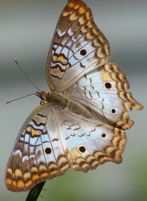 https://flic.kr/p/r7haLD | White Peacock (Anartia jatrophae) | Okeeheelee Park, West Palm Beach, Florida - 15th November, 2014 Photo Papillon, Beautiful Butterfly Pictures, Peacock Butterfly, Beautiful Butterfly Photography, Moth Caterpillar, White Peacock, Butterfly Images, Butterfly Photos, Beautiful Bugs