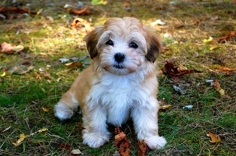 This one looks more like she would've look as a bitty... Best Small Dog Breeds, Best Small Dogs, Havanese Puppy, Havanese Dog, Potty Train, Havanese Puppies, Havanese Dogs, Puppy Photos, Best Dog Breeds