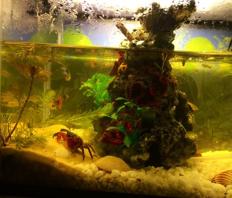 Crab Tank Crab Tank Aquarium, Pet Crab Tanks, Red Claw Crab Tank, Crab Tank, Fish Tank Themes, Spanish Projects, Aquatic Animal, Cool Fish Tanks, Fish Tank Design