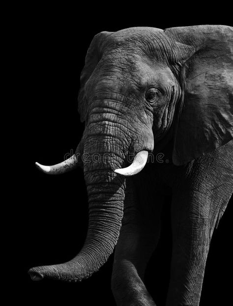 Artistic Black and White Elephant. Artistic close up of an African elephant in b #Sponsored , #PAID, #PAID, #Black, #African, #elephant, #White Black And White Elephant, Elephant Black And White, African Forest Elephant, Elephant Sketch, Elephant Photography, Elephant Print Art, Elephant Pictures, Black And White Landscape, Elephant Love