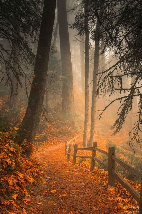 Leaves are scattered along a path that winds through mist and fog on an autumn morning in Forest Park in Portland, Oregon. Your photograph is printed by a professional lab on premium quality, archival paper ensuring rich color and sharp detail. Care is taken to ensure that you are receiving a beautiful, high quality image. Please Note: If you see an image and would like to see what it would look like cropped to different dimensions than are offered, please contact me. I can resize the image to f Misty Woods, Magical Pathways, Foggy Forest, Autumn Morning, Winter Love, Autumn Scenery, Forest Park, Autumn Forest, Digital Wallpaper