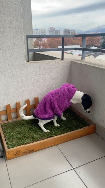 Balcony Pet Area, Balcony Ideas For Dogs, Dog Balcony Apartment, Dog Friendly Balcony, Indoor Dog Potty Diy, Balcony For Dogs, Dog Potty Diy, Portugal Apartment, Apartment Dog