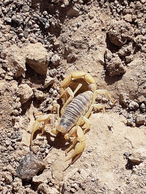 Scorpion in the desert. In The Desert, The Desert, Scorpion, Highlights, Animals, Quick Saves