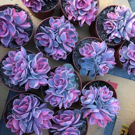 3,464 Likes, 114 Comments - @anxiousgarden on Instagram: “SOLD OUT #heaven #succulents #cluster #flowers #purplelove #motherlode #garden #succulentaddict…” Rainbow Succulent, Suculent Plants, Kaktus Dan Sukulen, Beautiful Succulents, Purple Succulents, Succulent Seeds, Succulent Garden Diy, Colorful Succulents, Succulent Gardening