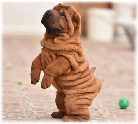 15 Pictures Only Shar-Pei Owners Will Think Are Funny Wrinkly Dogs, Sharpei Dogs, Sharpei Dog, Sharpei Puppy, Shar Pei Puppy, Shar Pei Bear Coat, Wrinkle Dogs Shar Pei, Wrinkly Dog, Wrinkle Dogs