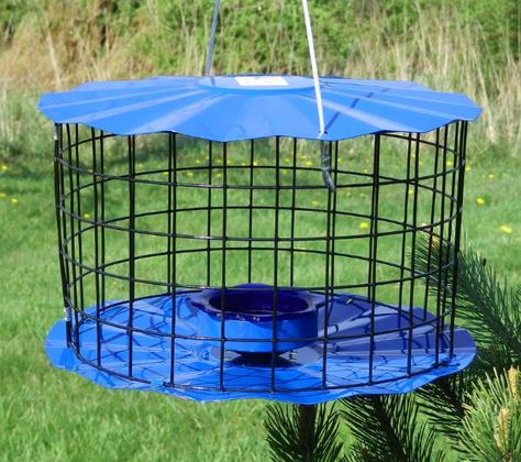 BLUEBIRD FEEDER – Bluebirdnut Bird Ideas, Butterfly Plant, Bird Seed Feeders, Birdhouses Bird Feeders, House Kits, Bird Feeding Station, Bird House Feeder, Bird House Kits, Bird Feeding