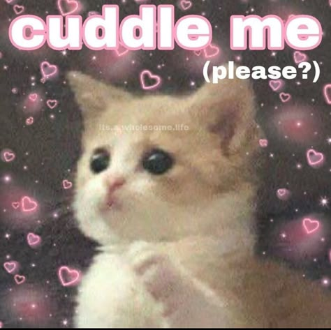 Cuddles Please, Cat Memes Love, Your So Cute, Wholesome Pictures, Cute Cat Memes, Cute Cats Photos, Snapchat Funny, Cat Meme, Cute Messages