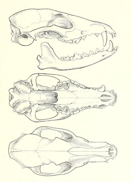 Animal Bones Drawing Sketch, Animal Skull Anatomy, Wolf Jaw Tattoo, Animal Jaw Bone Tattoo, Animal Skull Drawing Reference, Wolf Jaw Bone, Animal Bones Drawing, Fox Skull Drawing, Animal Skull Reference