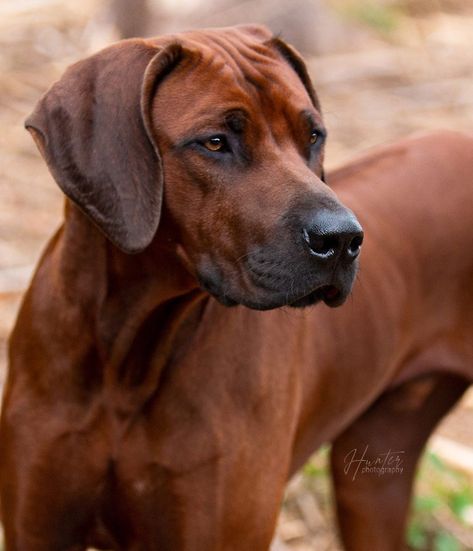 Rodisian Ridgeback Dogs, Rodisian Ridgeback, Rodesien Ridgeback, Rodhesian Ridgeback, Rottweiler Pictures, Cat Sneezing, Cat Diseases, Ridgeback Dog, Rhodesian Ridgeback Dog