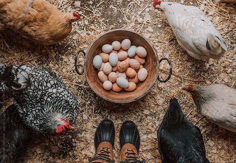 A basket of fresh organic chicken eggs Future Farms, Farm Lifestyle, Farm Photography, Farm Eggs, Mini Farm, Organic Chicken, Farms Living, Ranch Life, Chicken Farm