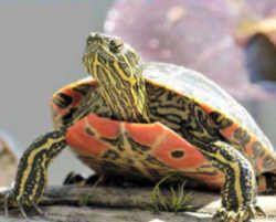 Illinois State Reptile: Painted Turtle Eastern Painted Turtle, Painted Turtle, Western Painted Turtle, Aquarium Setup, Eastern Box Turtle, Aquatic Turtles, Turtle Care, Box Turtle, Map Turtle