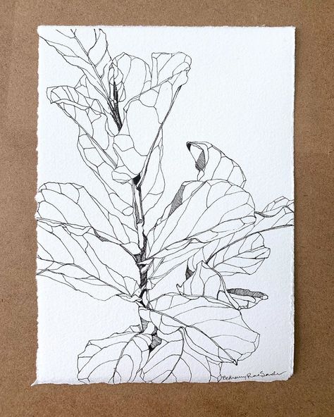 Fiddle Leaf Drawing, Fiddle Leaf Tree Tattoo, Fig Leaf Drawing, Fig Line Drawing, Fiddle Head Fern Drawing, Fiddle Leaf Fig Illustration, Fiddle Fig Tree, Fiddle Leaf Tree, Fiddle Fig