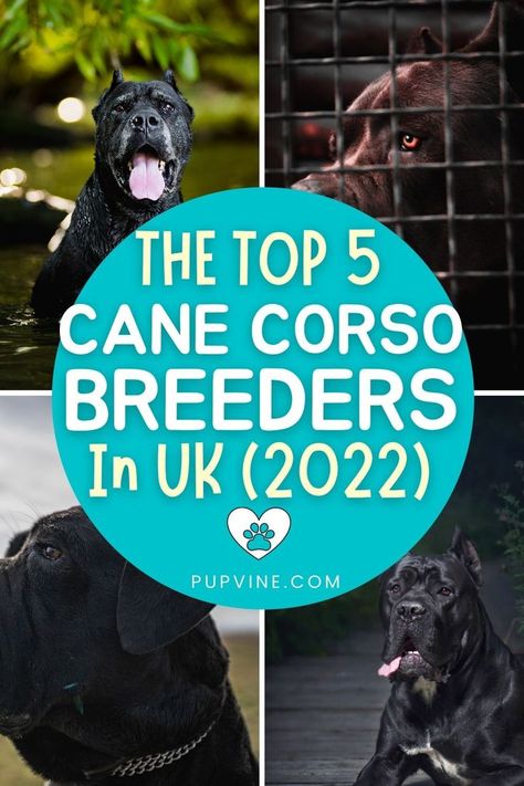 The top 5 best Cane Corso breeders in the UK (2022) – Where to look for your new gentle giant. Cane Corso Breeders, Corso Dog, Dog Breeder, Gentle Giant, Cane Corso, Dog Quotes, The Uk, To Look, The Top