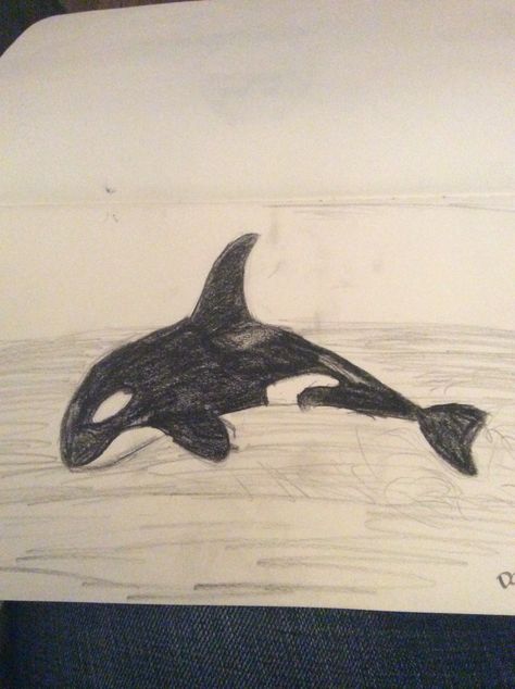 Day 70 a killer whale orca marine mammal pencil drawing  365DayChallenge Killer Whale Drawing, Orca Drawing, Biology Drawing, Whale Drawing, Marine Art, Killer Whale, Sketches Tutorial, Marine Mammals, Animal Sketches