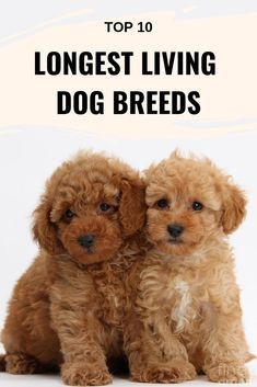 Dog Breeds Chart, Dog Breeds That Dont Shed, Toy Dog Breeds, Dog Breeds List, Beautiful Dog Breeds, Dog Breeds Medium, Golden Retriever Mix, Rare Dogs, Poodle Puppies