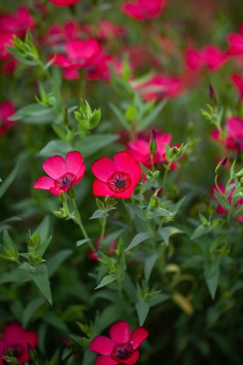 Linum Grandiflorum, Most Popular Flowers, Home Grown Vegetables, Seed Catalogs, Garden Greenhouse, Pollinator Garden, Hardy Perennials, All Vegetables, Grass Seed