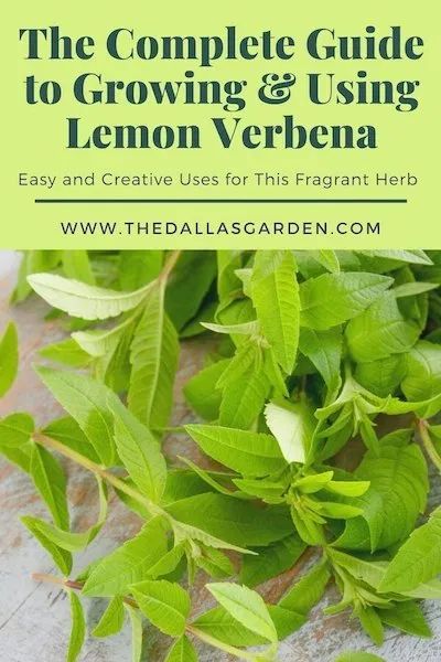 Uses For Lemon Verbena, How To Use Lemon Verbena, Lemon Verbena Uses, Chicken Dewormer, Lemon Verbena Recipes, Annual Herbs, Lemon Verbena Plant, Horticulture Education, Dallas Garden