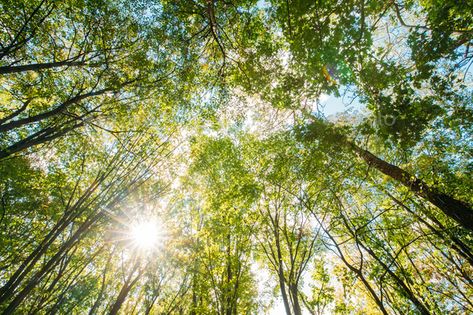 Spring Sun Shining Through Canopy Of Tall Trees. Sunlight In Tro Trees Sunlight, Forest Trip, Deciduous Forest, Tree Canopy, Sun Shining, Tall Trees, Forest Floor, Dark Skies, Morning Light