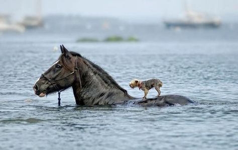 This horse helped save this dog during a flood. And people think animals don't have souls or aren't that intelligent! Powerful Pictures, Blind Dog, Animals Friendship, Horses And Dogs, Ronald Reagan, Springer Spaniel, Appaloosa, Quarter Horse, Horse Love