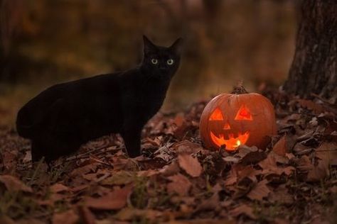 Fall Cats, Samhain Halloween, A Black Cat, Season Of The Witch, Cat And Jack, Halloween Pictures, Black Cat Halloween, Samhain, Scary Movies