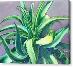 Succulent Paintings, Plant Inspiration, Succulent Painting, Aloe Plant, Aloe Vera Plant, Bristol Board, November 9th, Plant Painting, All About Plants