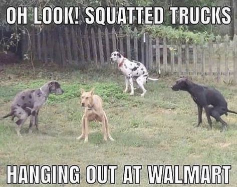 Squatted Truck, Hanging Out, Trucks, Dogs, Funny, Animals