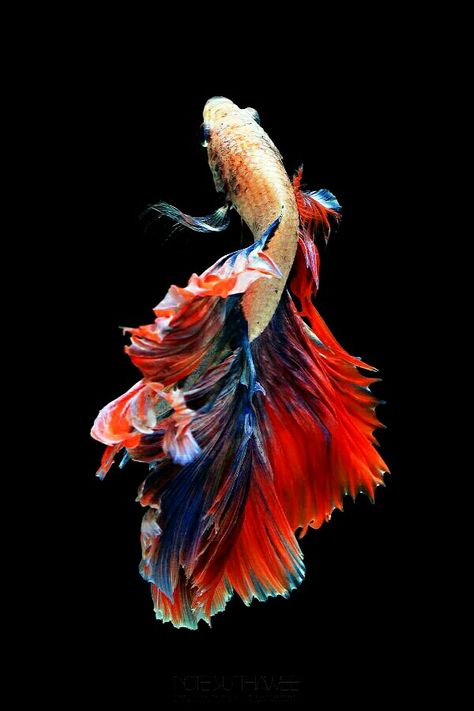 Tangerine Koi Betta, Siamese Fish, Betta Fish Types, Real Fish, Pretty Fish, Beta Fish, Carpe Koi, Beautiful Sea Creatures, Fish Wallpaper