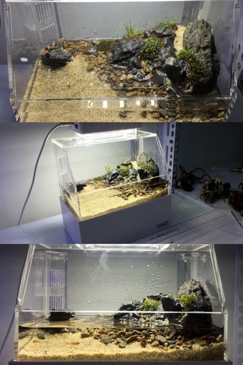 diy tank, tank mates, turtle tank decor, tank stand, turtle habitats, aquatic tank, turtle tank big, turtle fish tank, tank light, turtle tanks, large tank, turtle tank, small turtle tank, tank water, tank cleaning Mudskipper Tank, Small Turtle Tank, Turtle Tank Setup, Turtle Tanks, Hermit Crab Habitat, Aquarium Snails, Frog Terrarium, Turtle Aquarium, Big Turtle