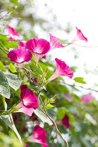 Morning Glory Vine, Morning Glory Flowers, Garden Vines, Morning Glories, Drawing Flowers, Flower Meanings, Fruit Photography, Climbing Vines, Pink Garden