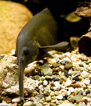 The Elephant Nose Fish Peters' elephantnose fish are native to the rivers of West and Central Africa, in particular the lower Niger River basin, the Ogun River basin and in the upper Chari River. It prefers muddy, slowly moving rivers and pools with cover such as submerged branches. Freshwater Aquarium Fish, Water Creatures, River Basin, Water Animals, Central Africa, River Fishing, Underwater Life, Exotic Fish, Water World