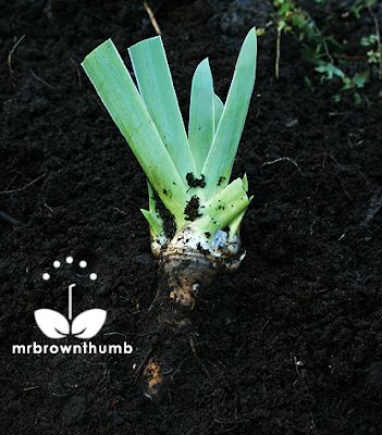 How to plant Iris bulbs and rhizomes How To Plant Iris Rhizomes, When To Transplant Iris, Iris Bulbs, Gladiolus Bulbs, Iris Rhizomes, Hillside Garden, Garden Works, Plant Pests, Gladioli